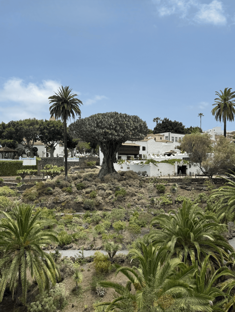sta obici na tenerifima Icod de Los Vinos