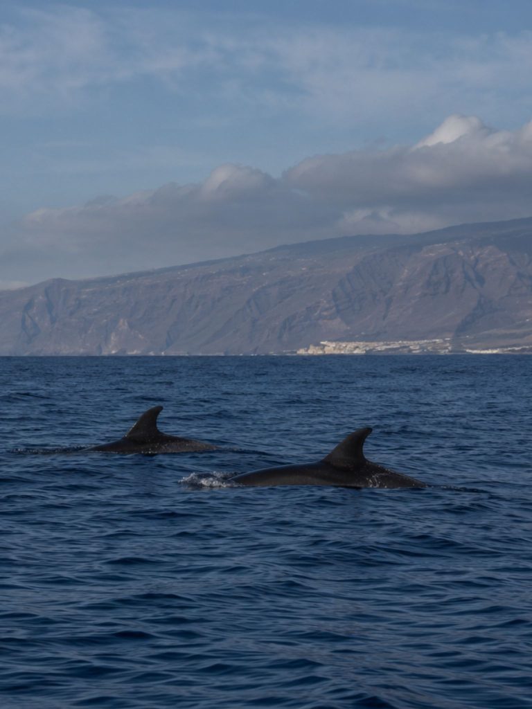 Tenerife kitovi i delfini