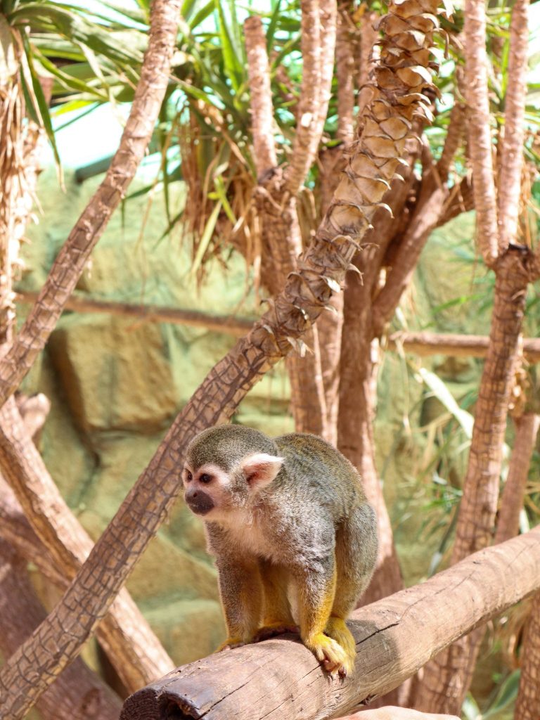 Tenerife monkey park aktivnosti