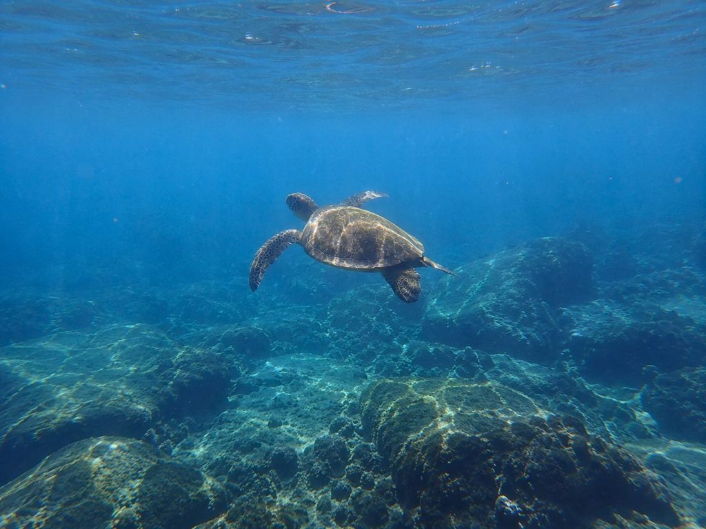 Tenerife ronjenje i snorkeling